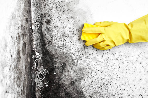 Best Mold Damage Restoration  in Hawi, HI