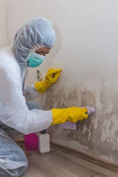 Best Mold Documentation for Insurance Claims  in Hawi, HI