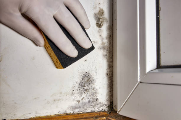 Best Crawl Space Mold Remediation  in Hawi, HI